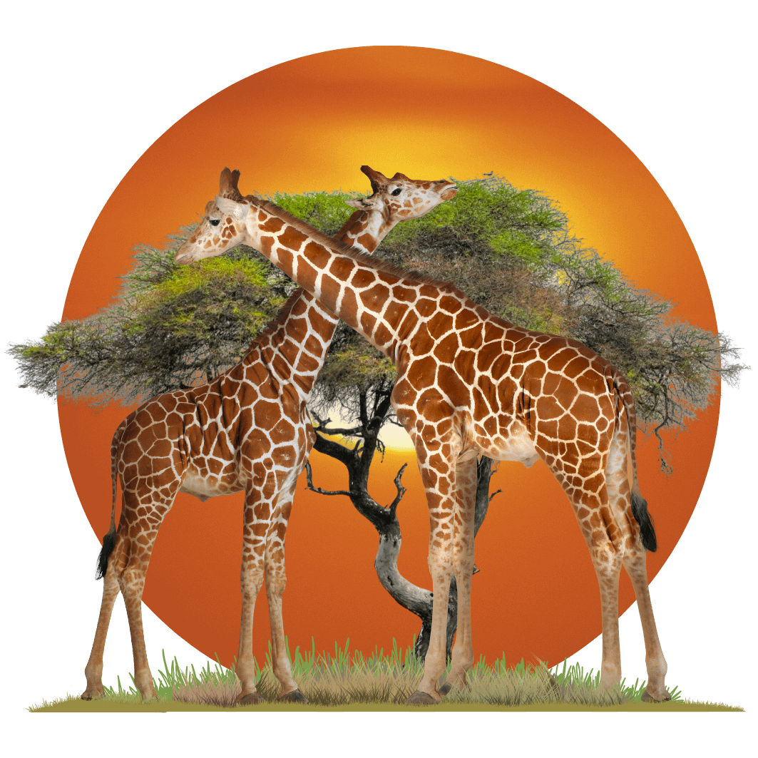 Get in Touch Today — Help Protect Reticulated Giraffes!