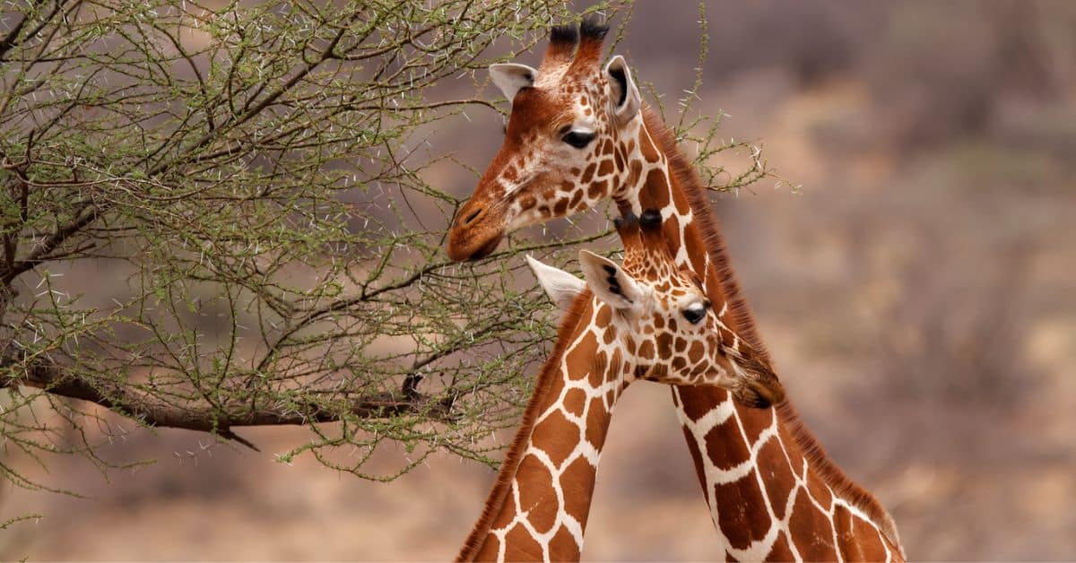 Inside the Lives of Reticulated Giraffes: What Makes Them Unique?