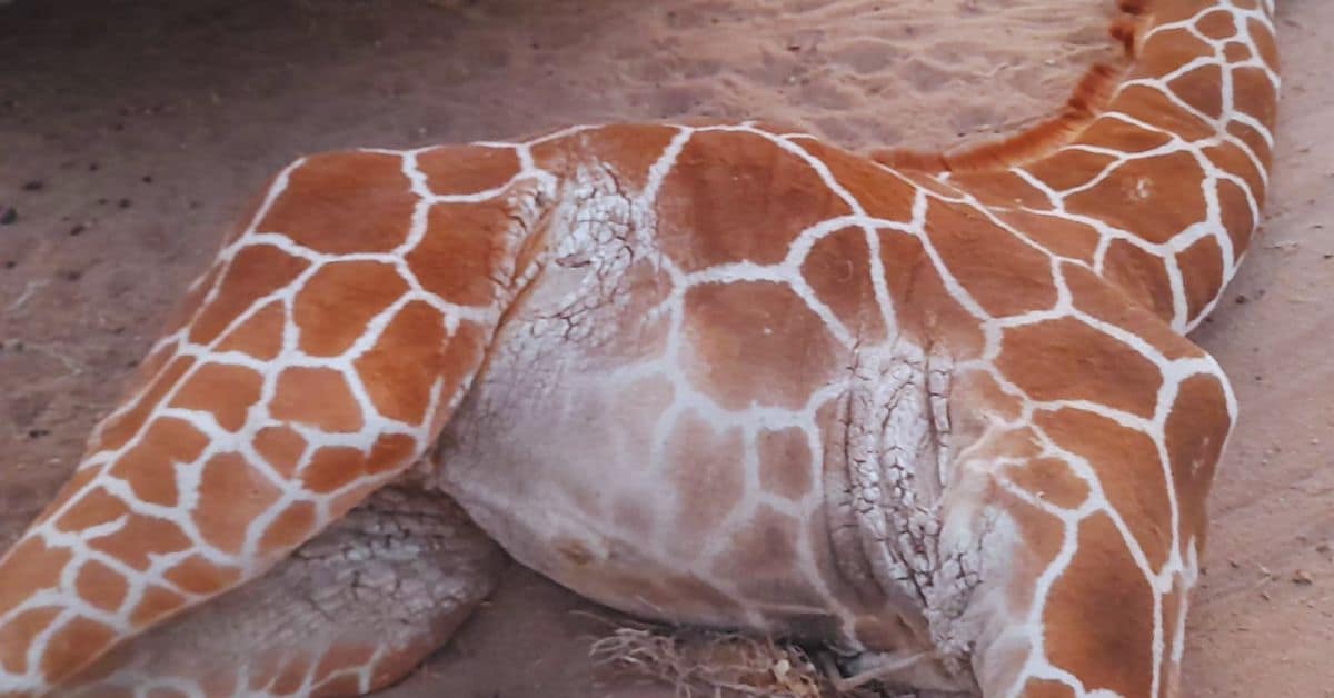 Giraffe Calf Death in Wajir | Disease & Drought Conservation Response