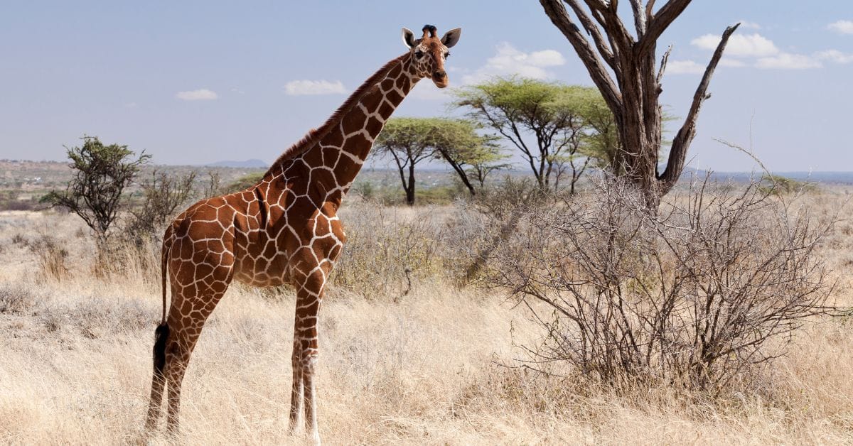 Wajir Giraffe Sanctuary: Community-Driven Conservation of Endangered Reticulated Giraffes in Northern Kenya