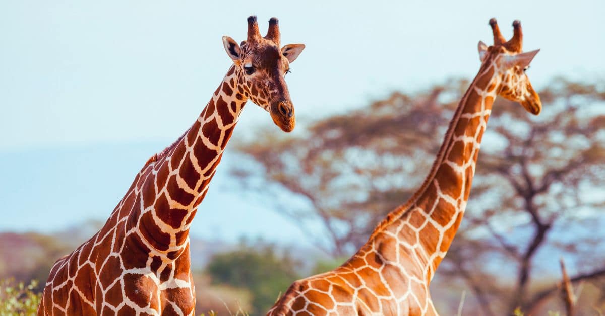 What Makes the Reticulated Giraffe Unique? | Wajir Giraffe Sanctuary